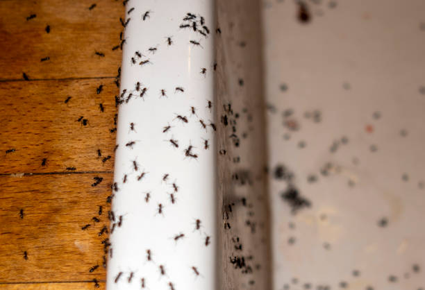 Best Bed Bug Extermination  in New Sharon, IA